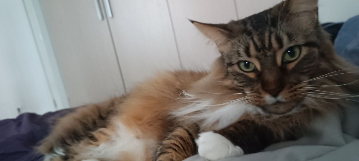 Противная белолапая так выглядит, если не забыли