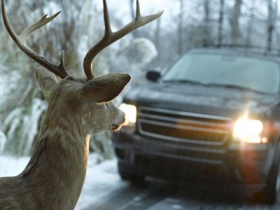    Автопилот Tesla даёт сбои и сбивает животных на дороге [ВИДЕО]