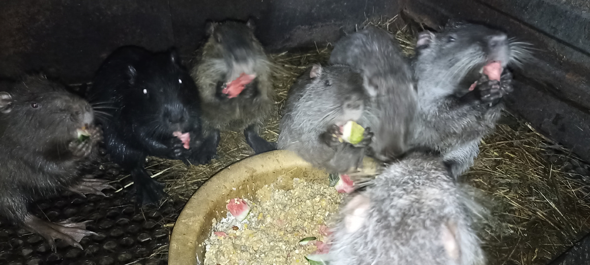 Нутрии едят кашу из зерносмеси и арбуз