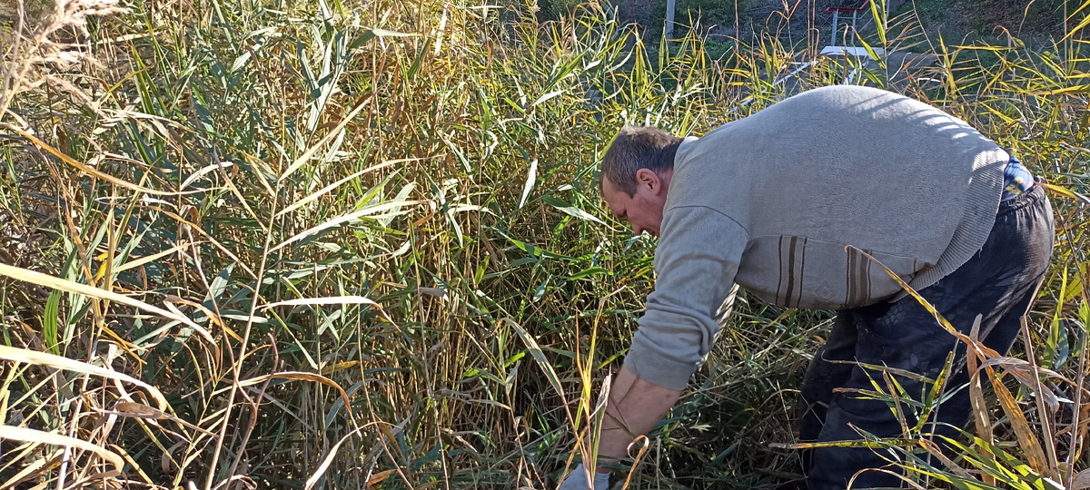 Заготавливаю тростник для нутрий