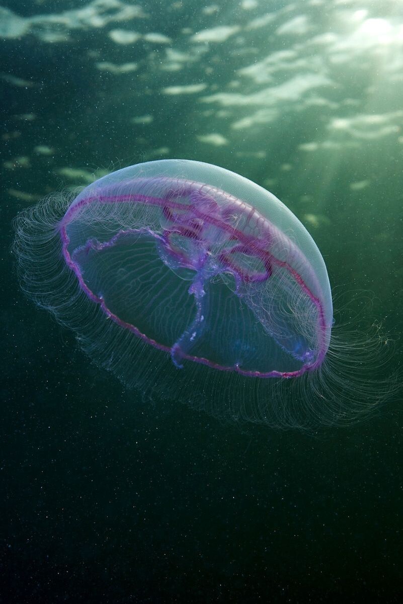 ( рис.1 Aurelia aurita)