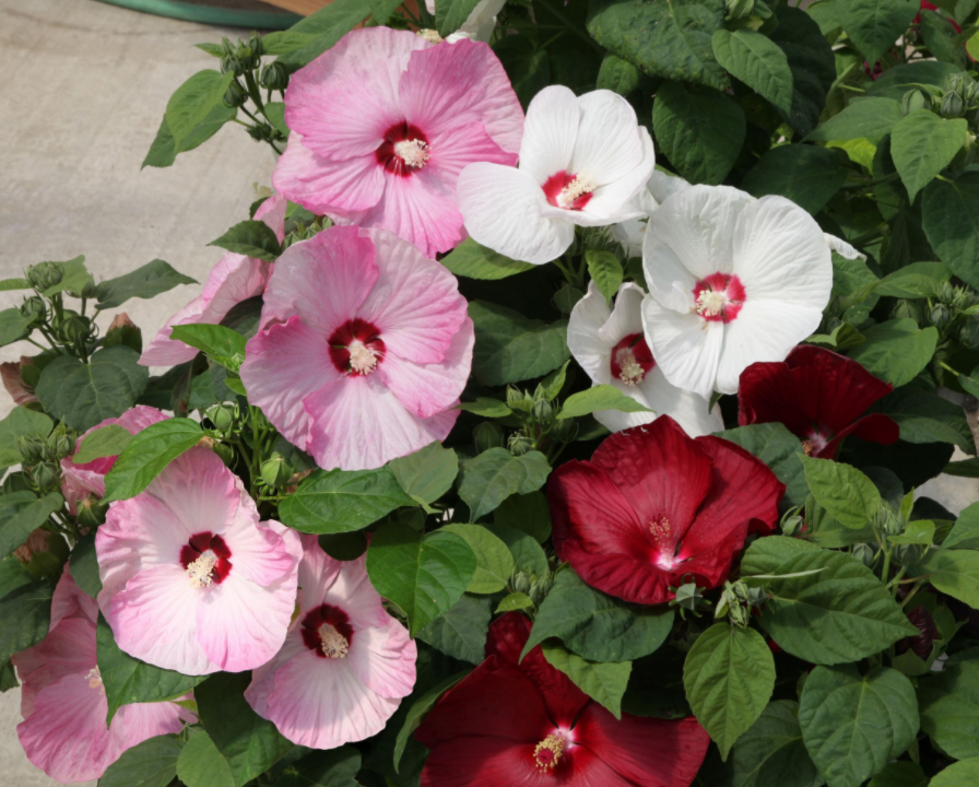 Фото ThinkPlants