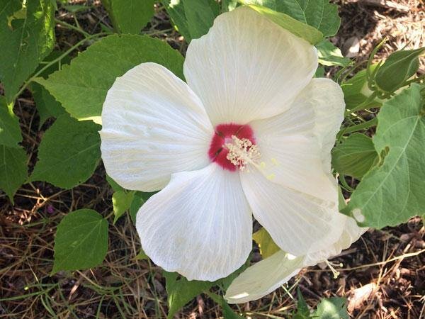 Фото PlantFlowerSeeds