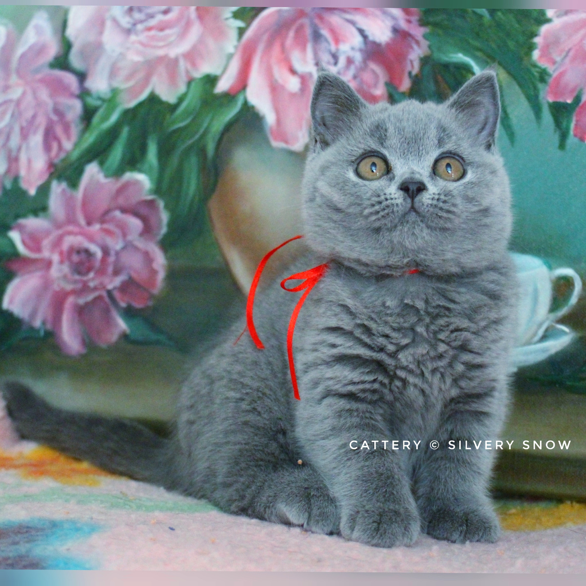 Голубой британский котёнок, кошечка, питомник британских кошек Silvery Snow