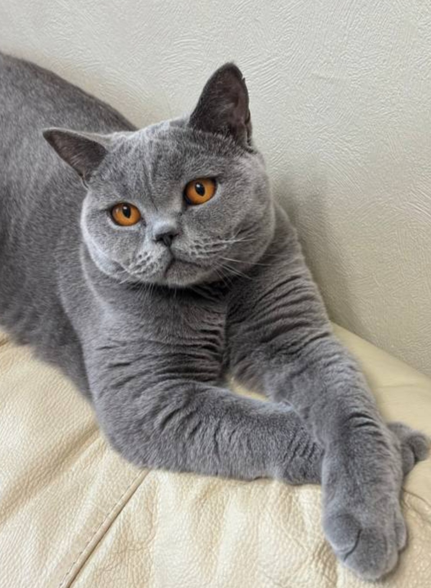 Британская порода. 