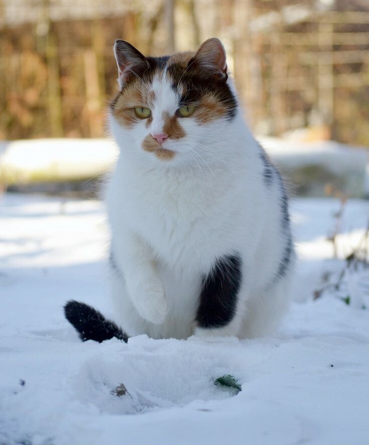 Кошка на снегу
