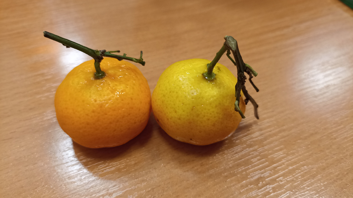 Малышки-мандаринки