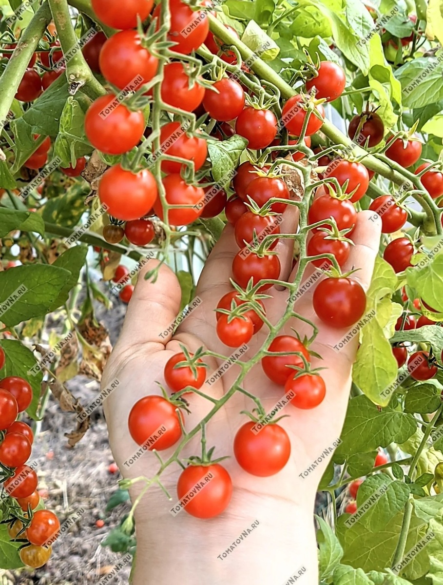 Сладкая ягода Ивы. Фото из нашего каталога 