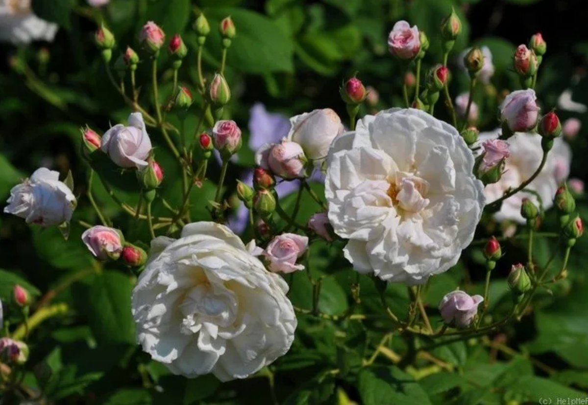 Источник фото: pinterest.com