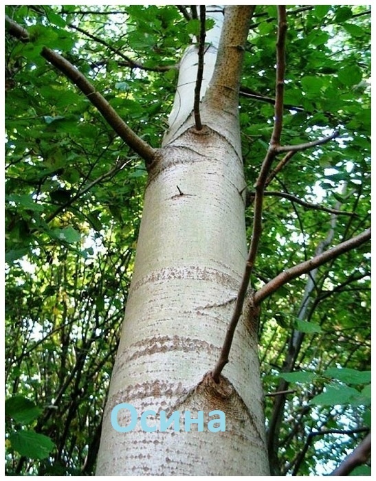 **Осина Вид  лиственных деревьев из рода Тополь семейства Ивовые. Широко  распространён в районах с умеренным и холодным климатом Европы и Азии.
Осина  выделяется колонновидным стволом, достигающим 35 м высоты и 1 м в  диаметре. Корневая система располагается глубоко под землёй. Обильно  образует корневые отпрыски.
Кора  молодых деревьев гладкая, светло-зелёная или зеленовато-серая, ближе к  комлю с возрастом растрескивается и темнеет. Древесина белая с  зеленоватым оттенком.** = Материал из Википедии
