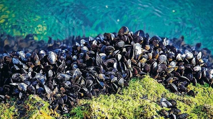     Мидии — это не только вкусное мясо