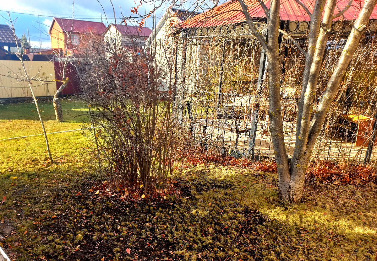 Тут листья сгребла, погрелась заодно. Ими укрою грядку.