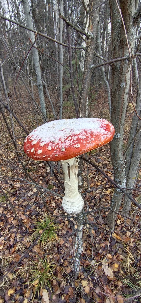 Личное фото