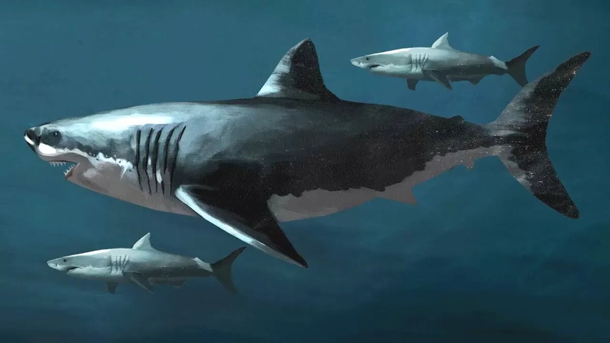 Мегалодон и самая большая современная белая акула