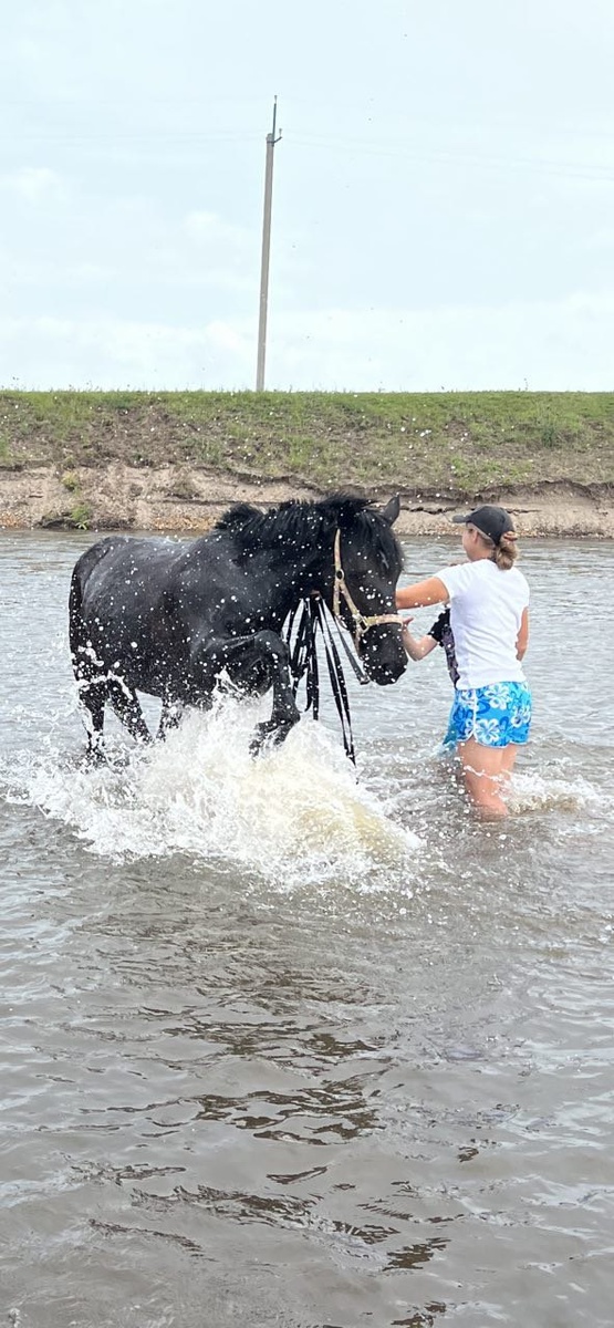 Купание черного коня.