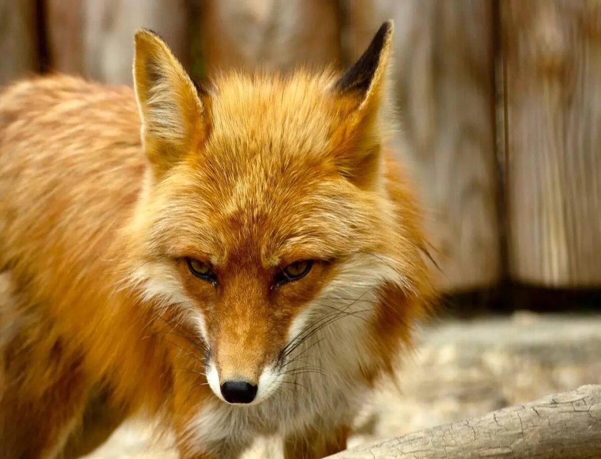     Источник: Управление культуры города Челябинска