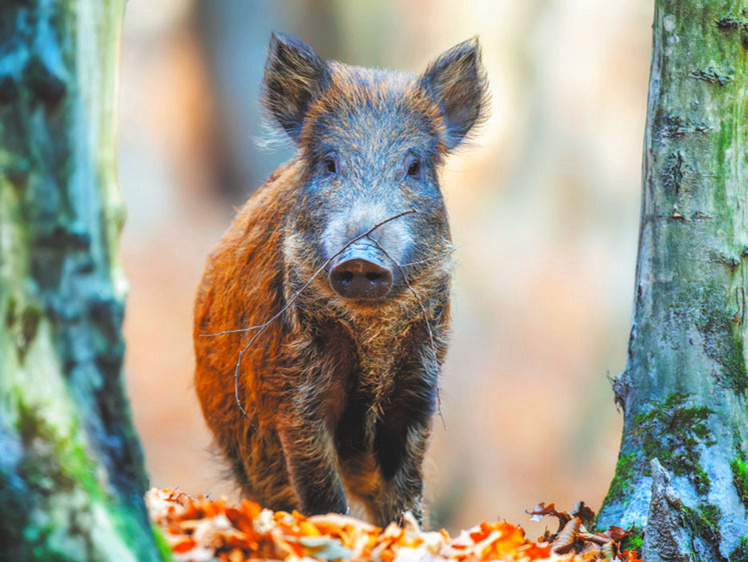     Фото Byrdyak/wikimedia.org (CC BY-SA 4.0)