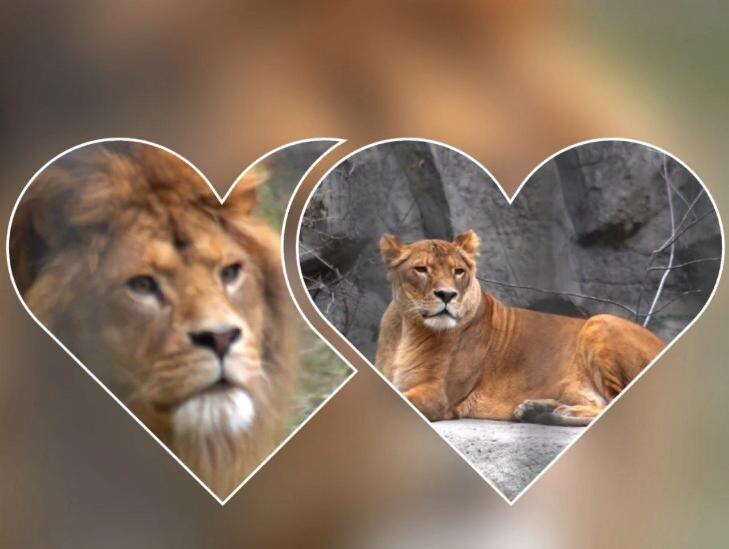    Скриншоты видео Новосибирского зоопарка. Коллаж VN.ru