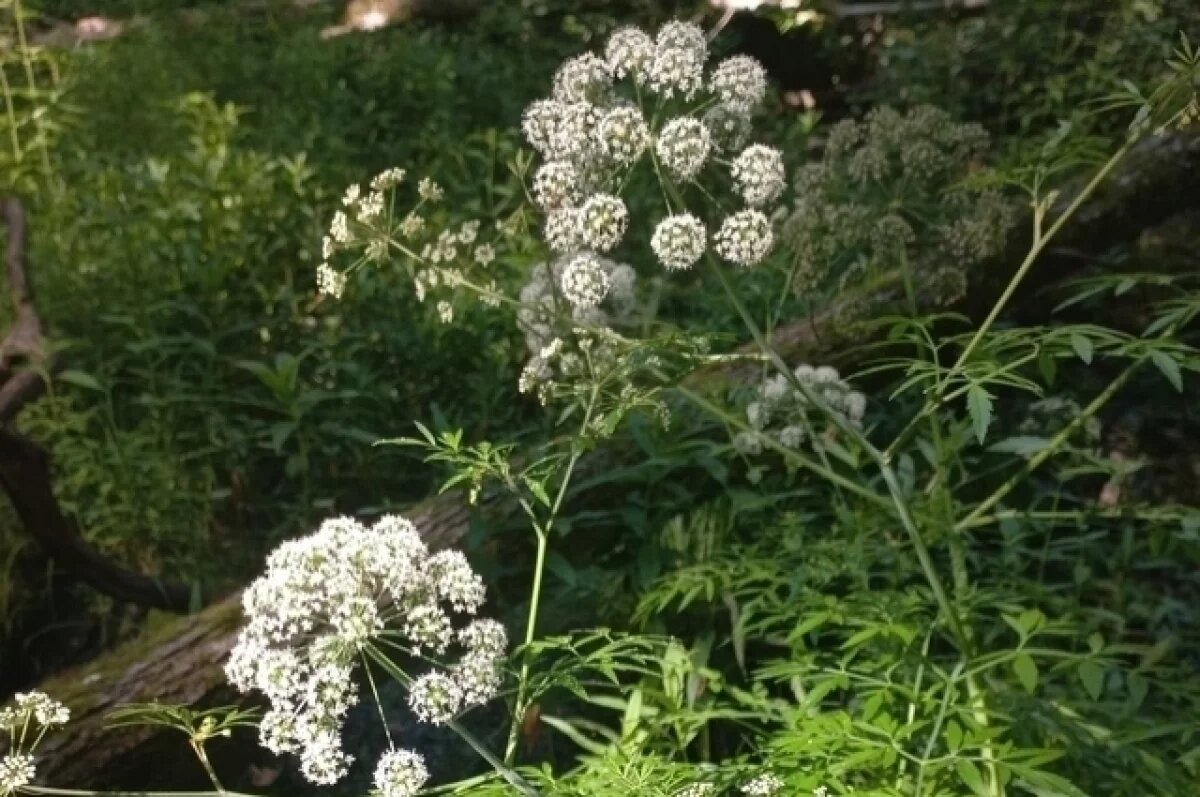    Тульский биолог рассказала про одно из самых ядовитых растений