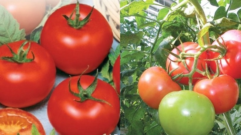 Один куст томата сорта Волгоградский 5/95 дает до 22 кг за сезон в условиях Центральной России"