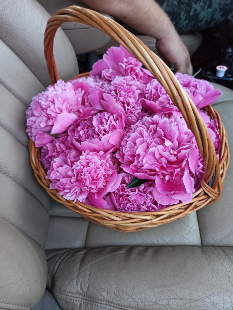 Пионный июнь 2024