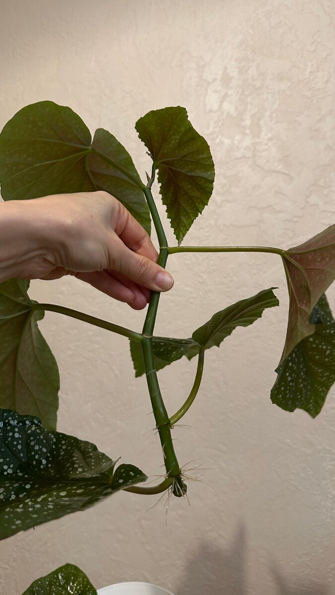 черенок простоял в воде 10 дней