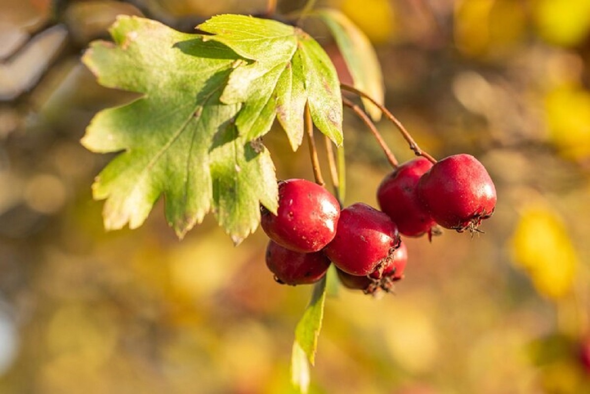    В Древней Греции растение считали покровителем семьи