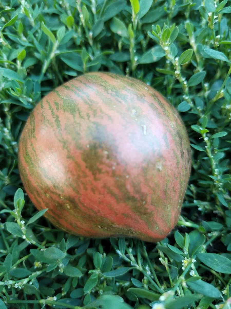 Лунный свет Блейна