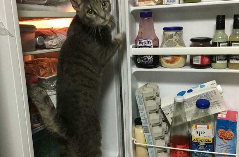 Тещины проделки (загадочная история)