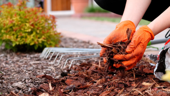    Простой способ увеличить урожай в новом сезоне: агроном рассказал о плюсах мульчирования почвы осенью Ирина Петрова
