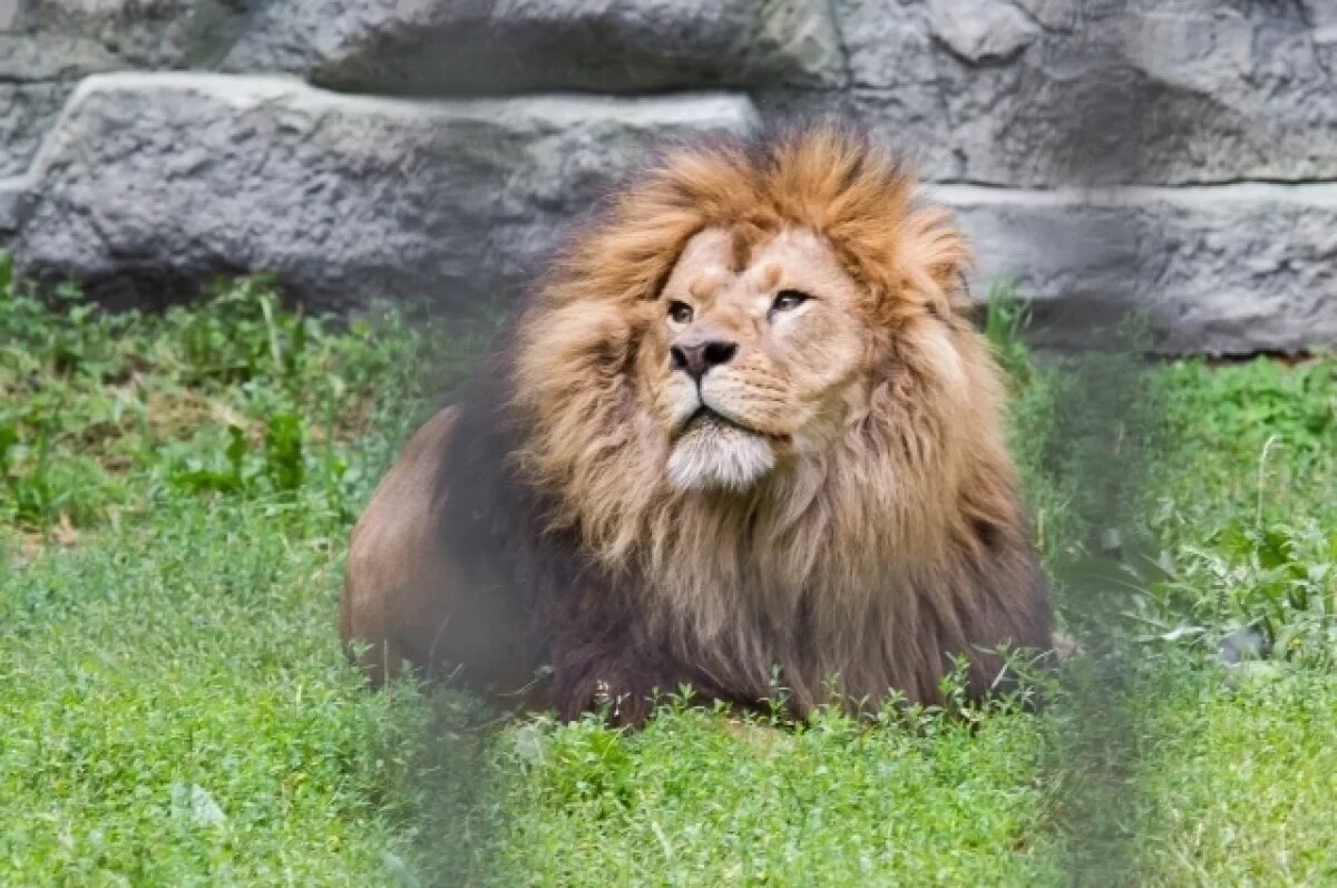    Львы Ричард и Найтирия поселились в одном вольере в зоопарке Новосибирска