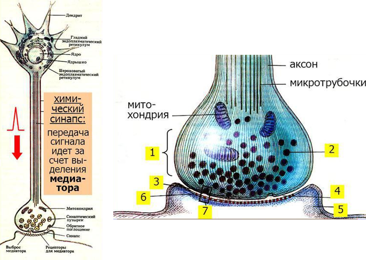 Общий план строения химического синапса. 1. Пресинаптическая структура. Это расширение окончания аксона диаметром 1/3 мкм, лишенное мякотной оболочки (шванновская клетка сохраняется). Часть мембраны расширения аксона, обращённая к синаптической щели, называется пресинаптической мембраной. Эта мембрана является электровозбудимой. Все пресинаптические образования содержат:  а) гранулярные пузырьки, в которых находится медиатор; б) митохондрии; в) цистерны гладкого эндоплазматического ретикулума; 