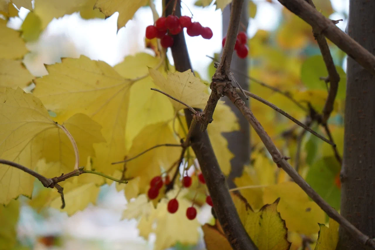 Авторское фото волгоградского ученого и фотографа Елены Попковой: https://www.saatchiart.com/account/artworks/1599809