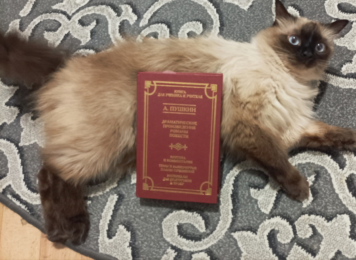 А у нас уже знакомую вам всем книгу представляет вредина Джессика - два дня бегал за ней, чтобы сфоткать с книгой, противилась ( морда говорит о недовольстве) 