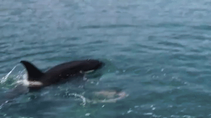 Резидентные косатки глушат косяк рыбы