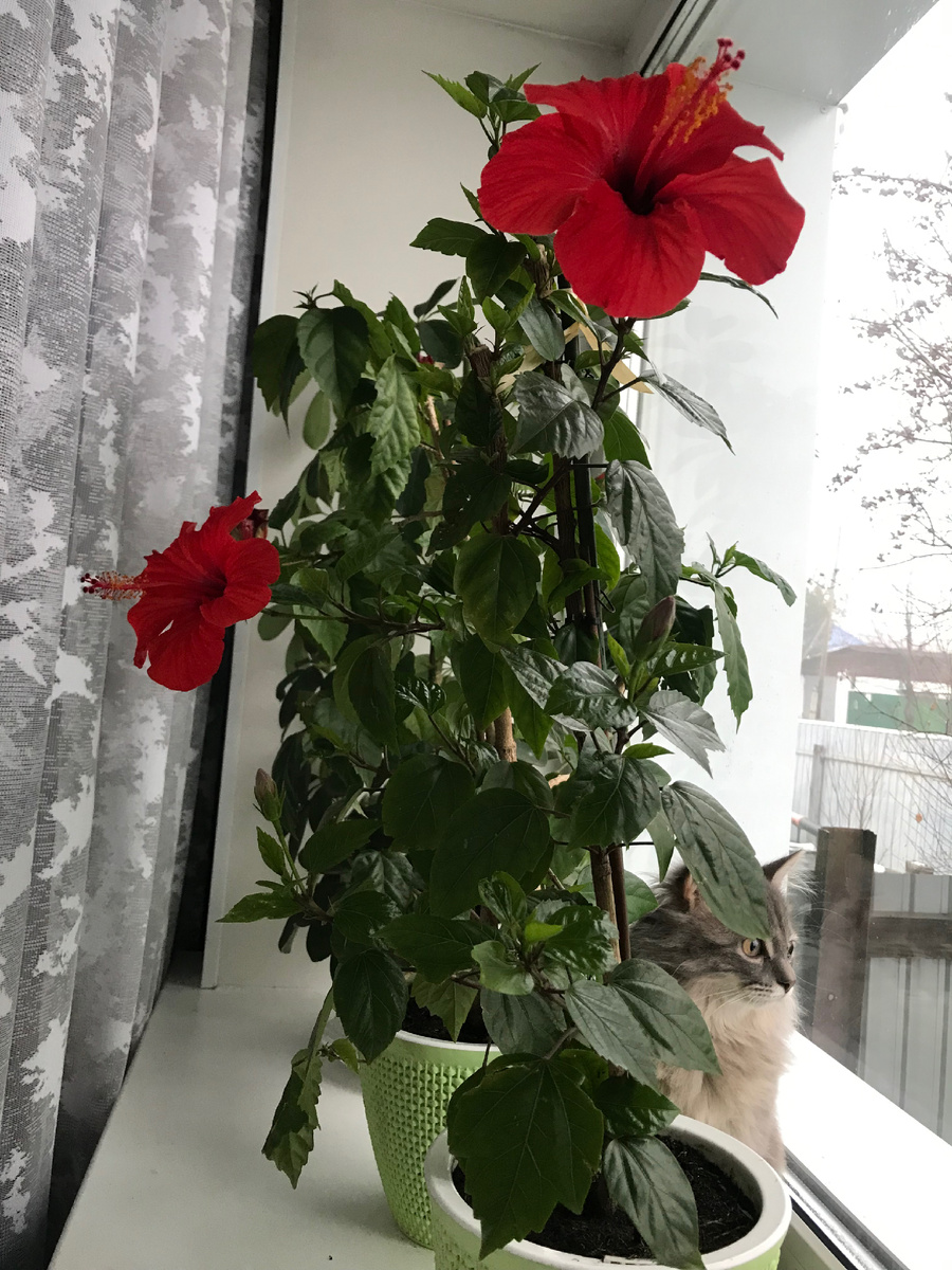 Любимое место нашего котика