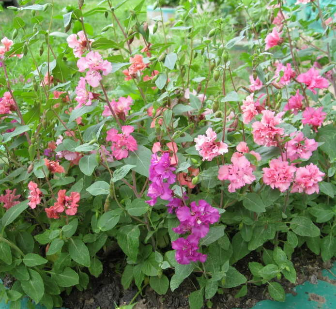 Кларкия - очень неприхотливое растение