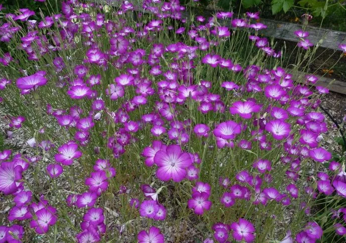 агростемма