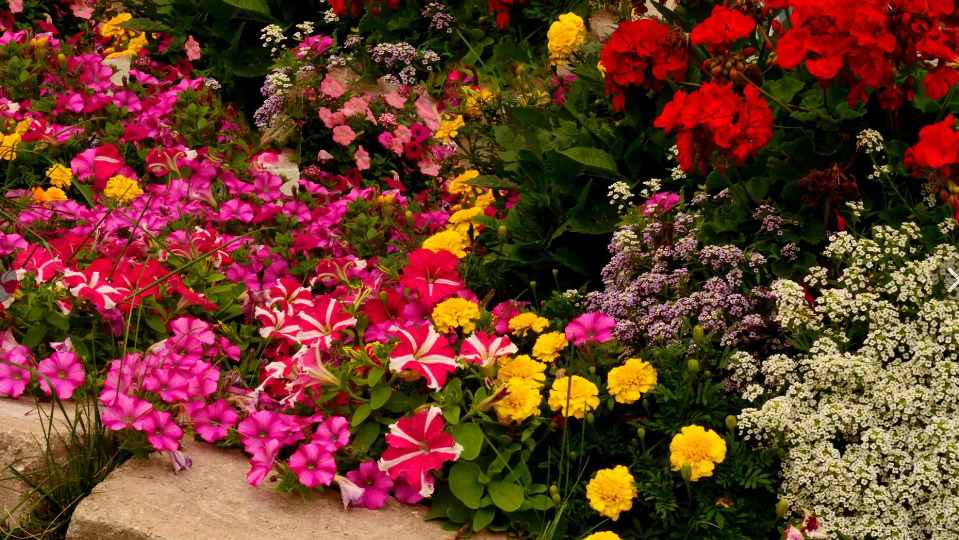 Если это дерево сбросило листья - начинайте сев цветов! Полный план подзимнего посева