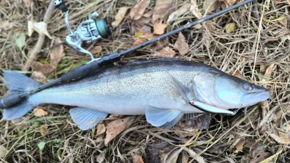     Источник: Группа ВКонтакте «Уральский клуб рыбалки»