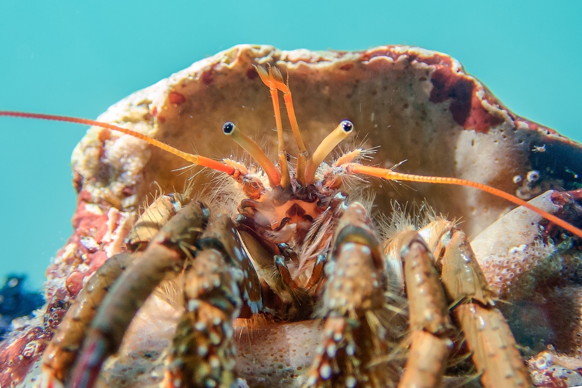 Щетинистый рак клибанарий (лат. Clibanarius erythropus) выглядывает из своей раковины. Фото: Сергей Ракша