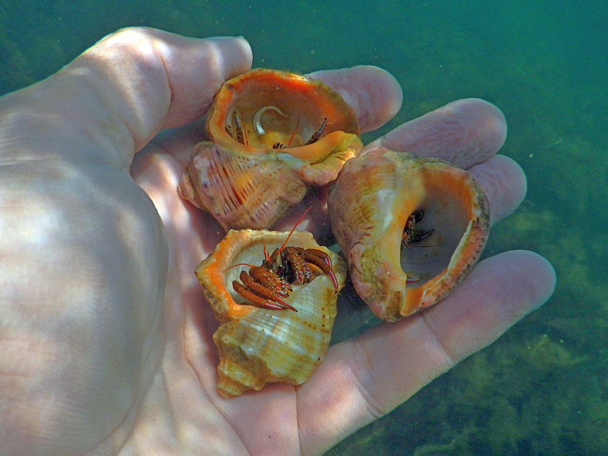 Раки-отшельники. Фото: Сергей Ракша 