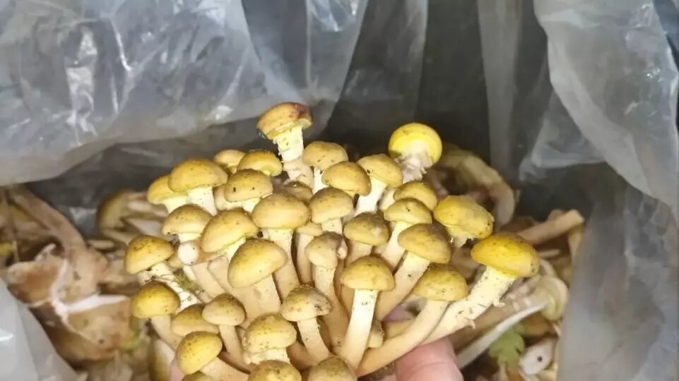     Источник: Грибники Тюмени и Тюменской области