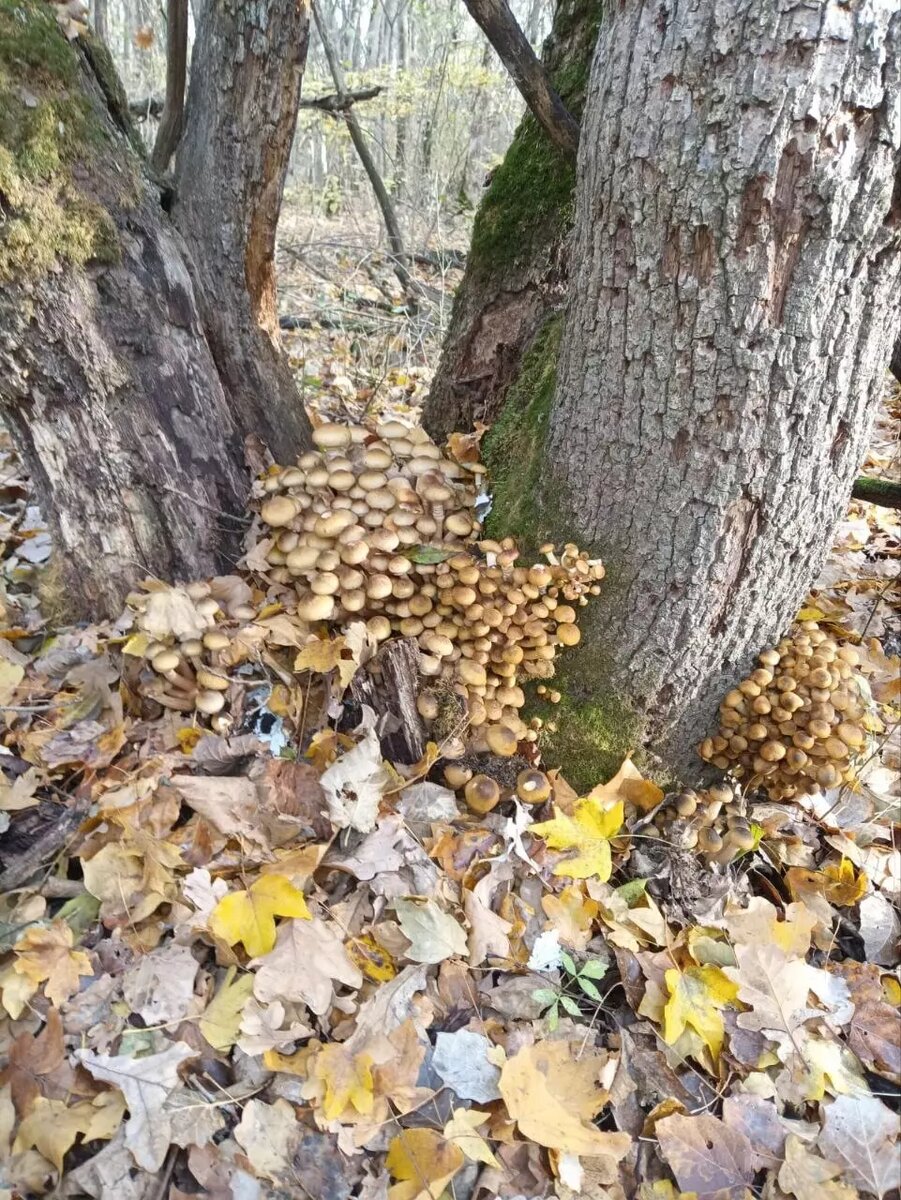     Источник: Грибники Тюмени и Тюменской области