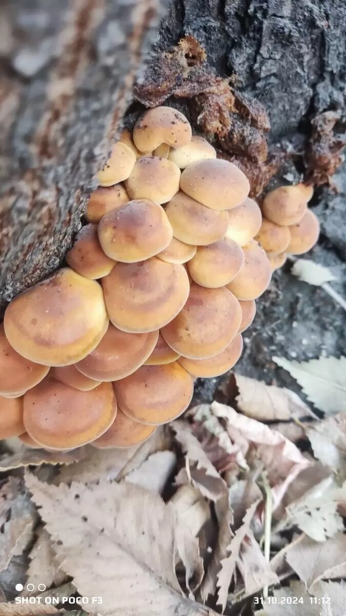     Источник: Грибники Тюмени и Тюменской области