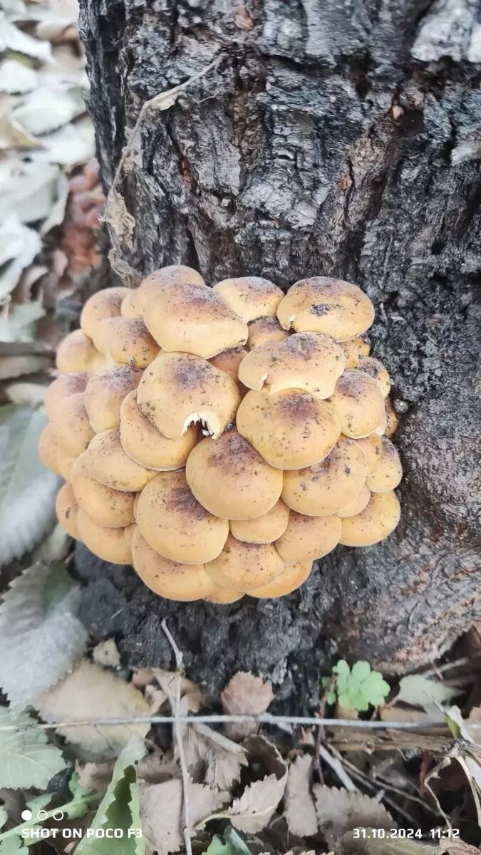     Источник: Грибники Тюмени и Тюменской области