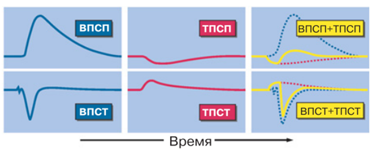 Взаимодействие возбуждения и торможения в постсинаптической мембране