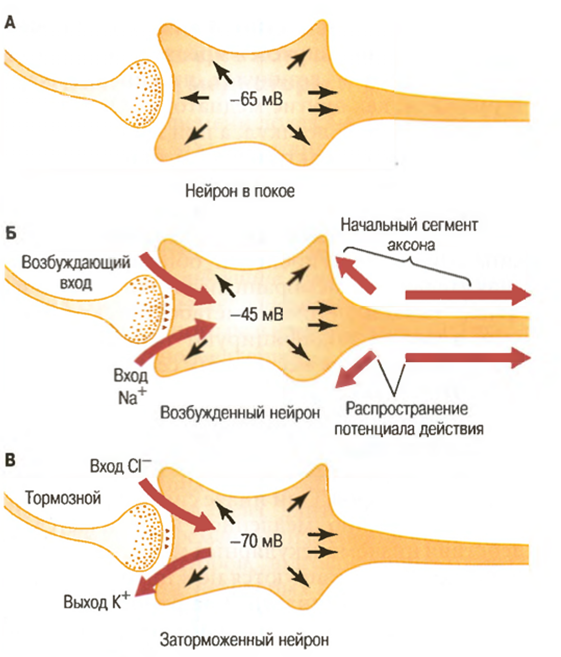 Три состояния нейрона. А . Нейрон в покое с нормальным внутриклеточным потенциалом -65 мВ. Б. Нейрон в состоянии возбуждения с менее отрицательным внутриклеточным потенциалом (-45 мВ), связанным с входом натрия. В. Нейрон в заторможенном состоянии с более отрицательным внутриклеточным  потенциалом (-70 мВ), что может быть связано с выходом ионов K+, входом ионов Сl- или с тем и другим.