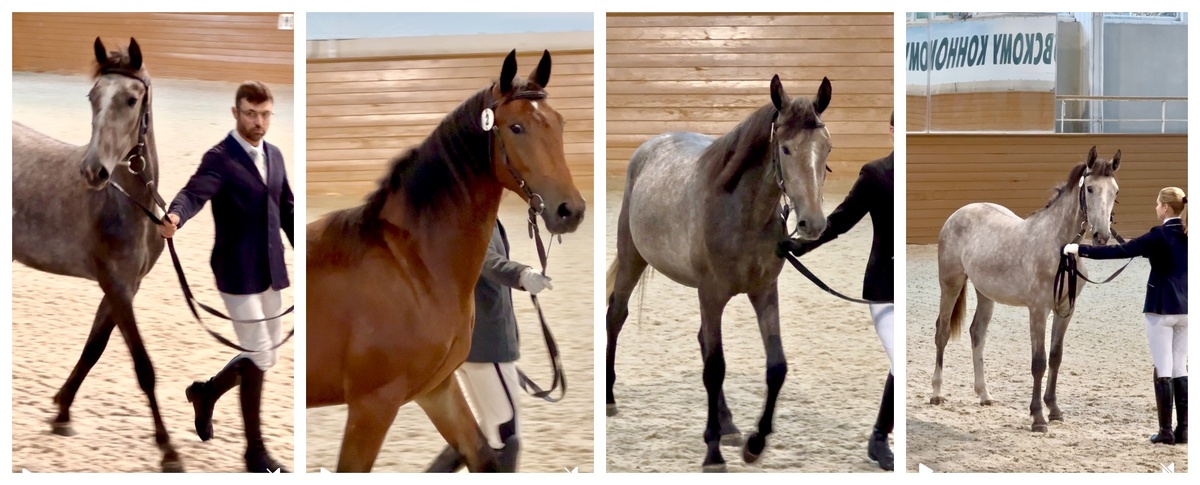 Аукцион орловской рысистой породы в МКЗ1