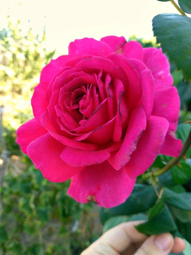 Роза из моего бывшего сада